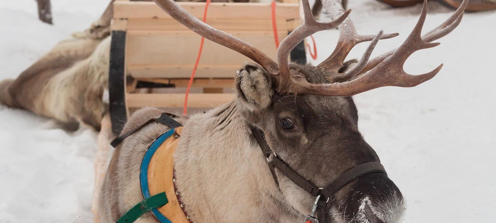 Fin de Año en Laponia · Holiday Village Himmerki · Posio, Kuusamo, Lago Kitkajärvi