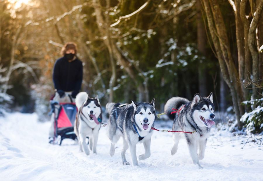 Trineo de huskies