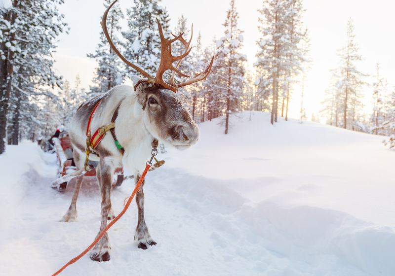 Puente de Diciembre en Ruka · Cabañas Family Premium · foto 2